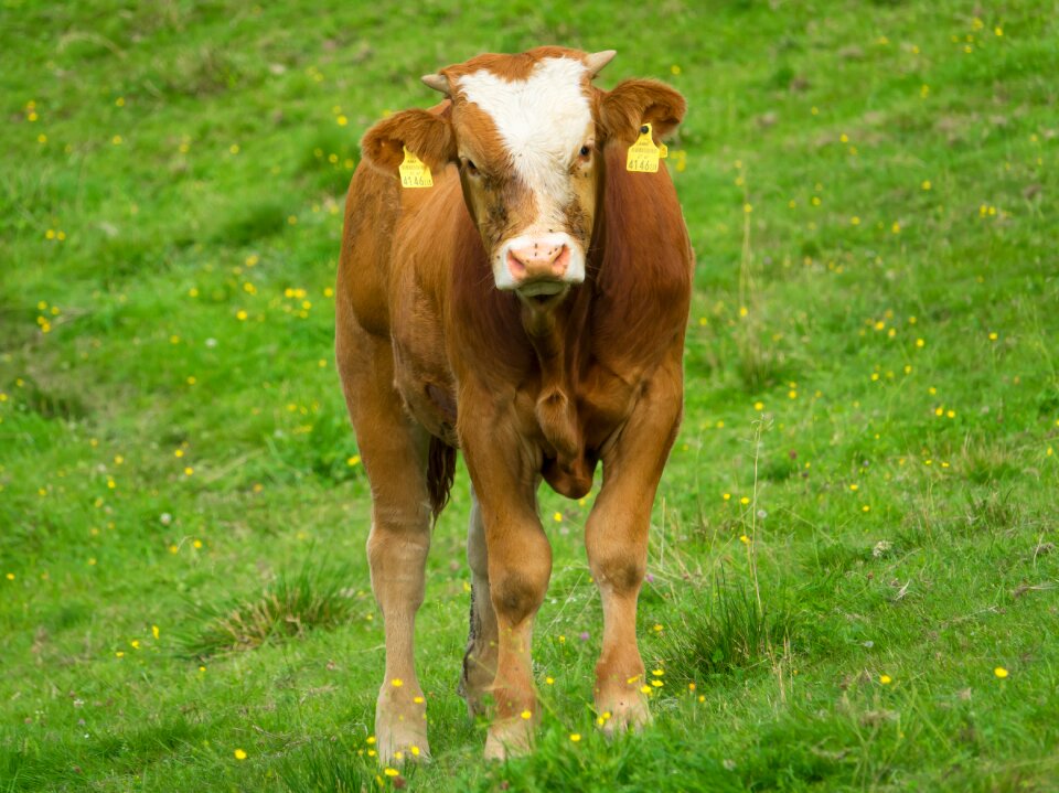 Cows agriculture nature