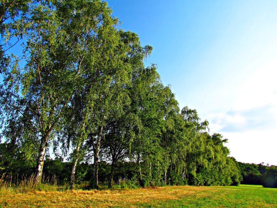 Spring foliage landscape