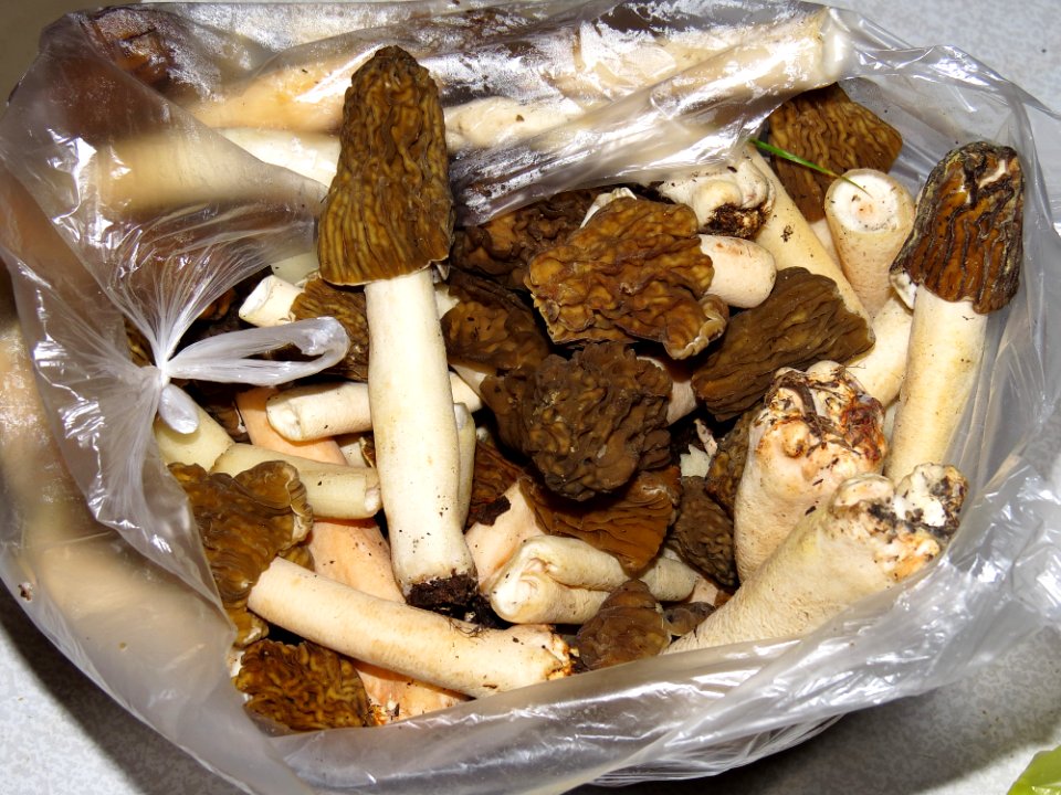Roasted early morels 01