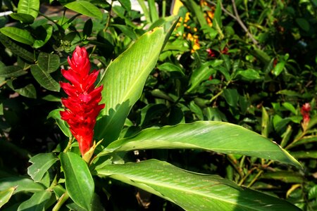 Flora nature flower