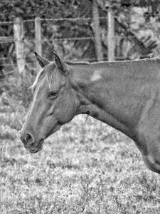 Portrait outdoors mammal