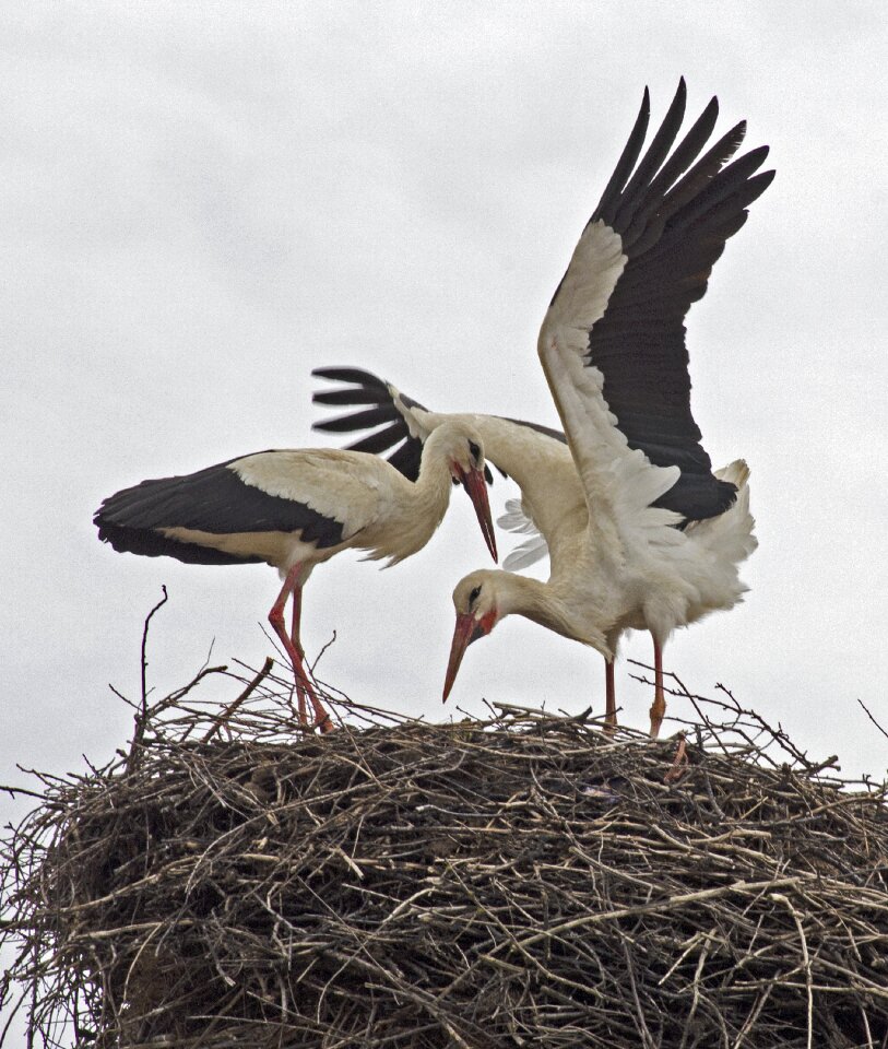 Migratory birds balkans nest