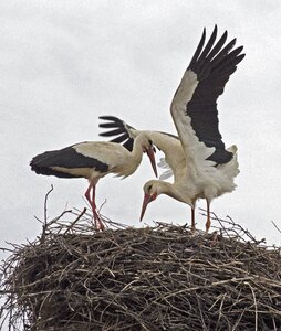 Migratory birds balkans nest
