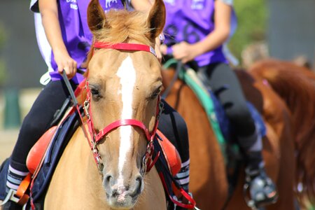 Horse riding endurance pony photo