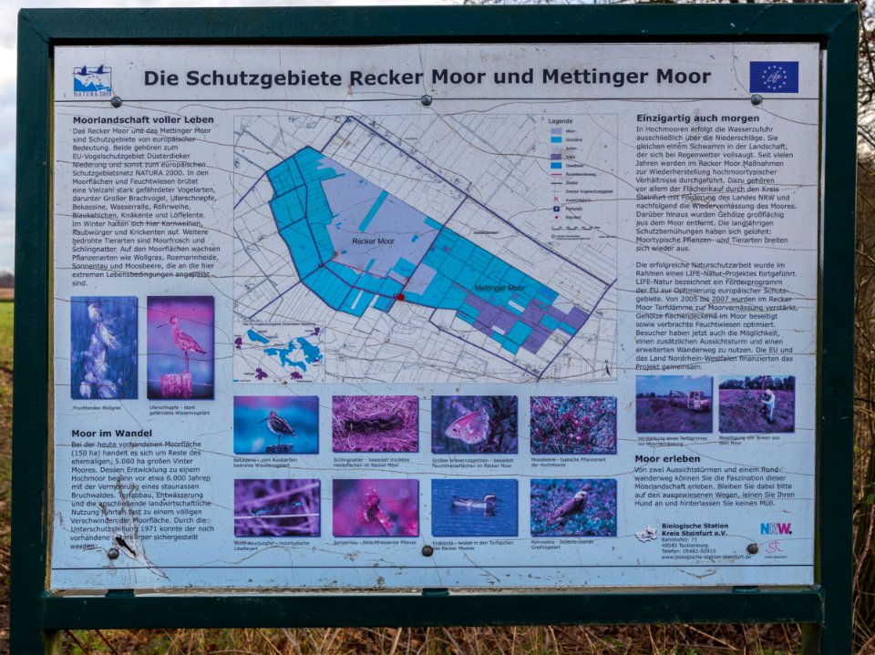 Recke Infotafel Recker Moor Mettinger Moor 02