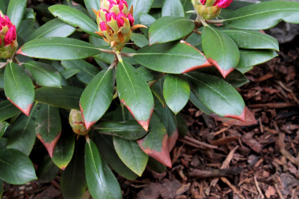 Rhododendron 12737