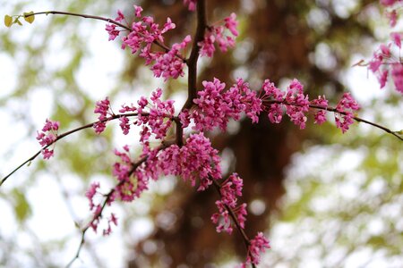 Nature season cherry photo
