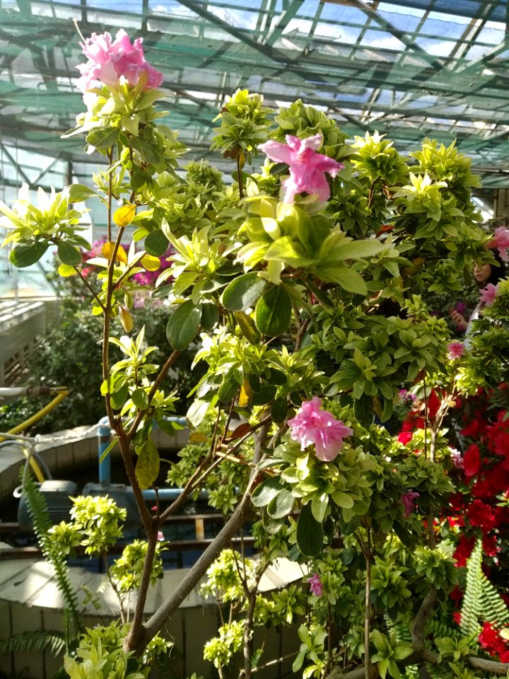 Rhododendron cv. Kiev Grishko 20