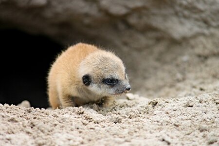 Small animal child suricate