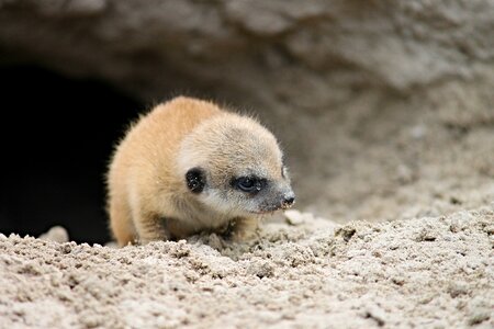 Small animal child suricate photo