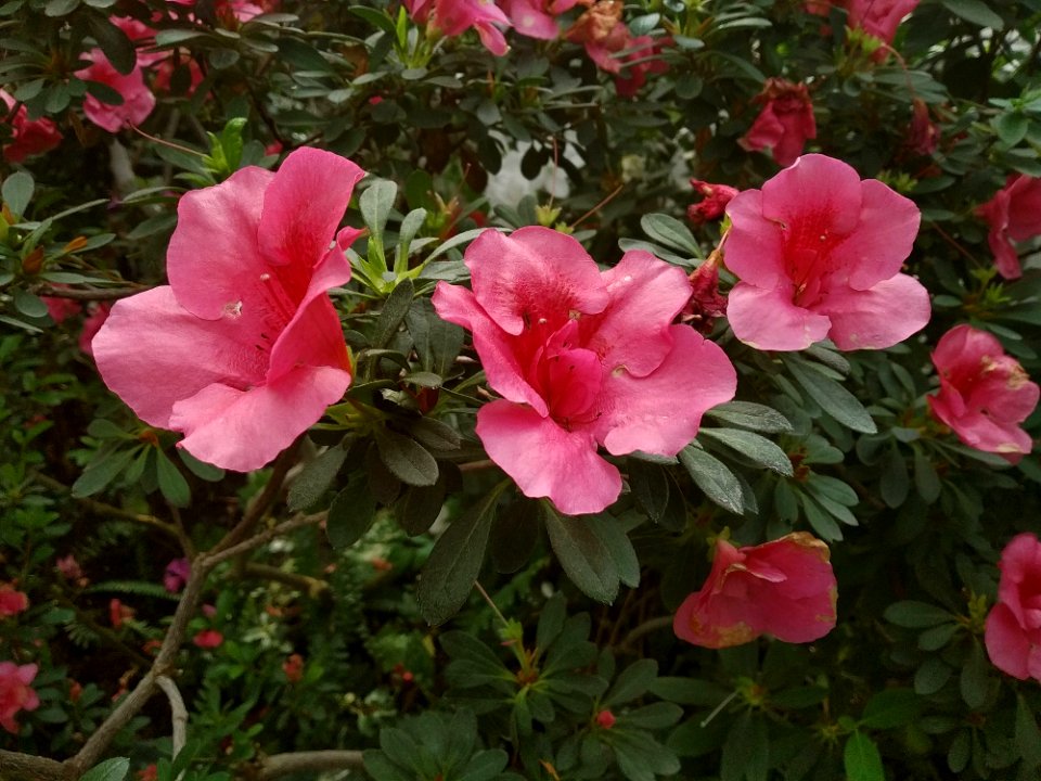 Rhododendron cv. Kiev Grishko 11