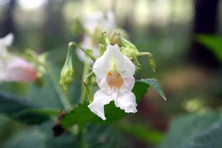 Bloom indian springkraut himalayan balsam