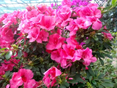 Rhododendron cv. Kiev Grishko 01