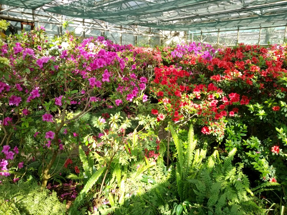 Rhododendron cv. Kiev Grishko 18