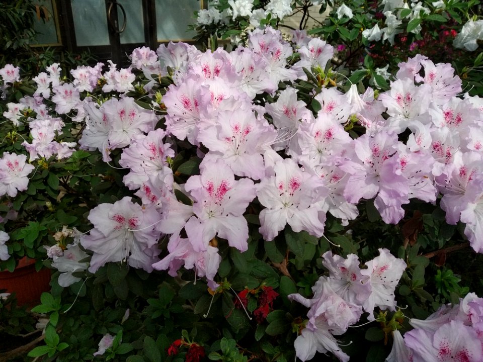 Rhododendron cv. Kiev Grishko 12