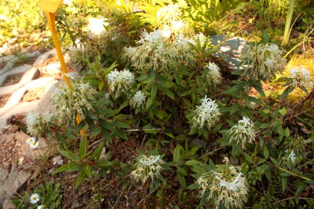 Rhododendron tomentosum 079 photo