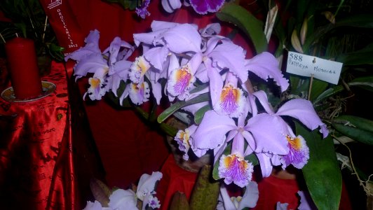 Picture Orchidaceae Collection 30