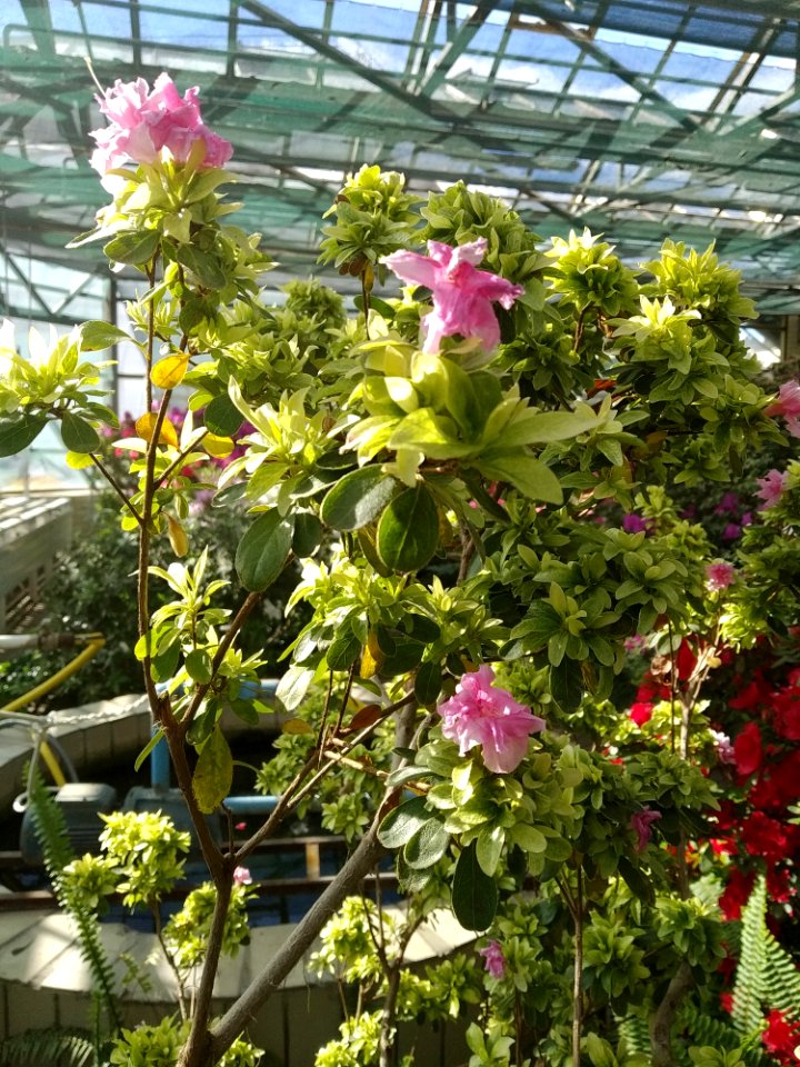 Rhododendron cv. Kiev Grishko 19