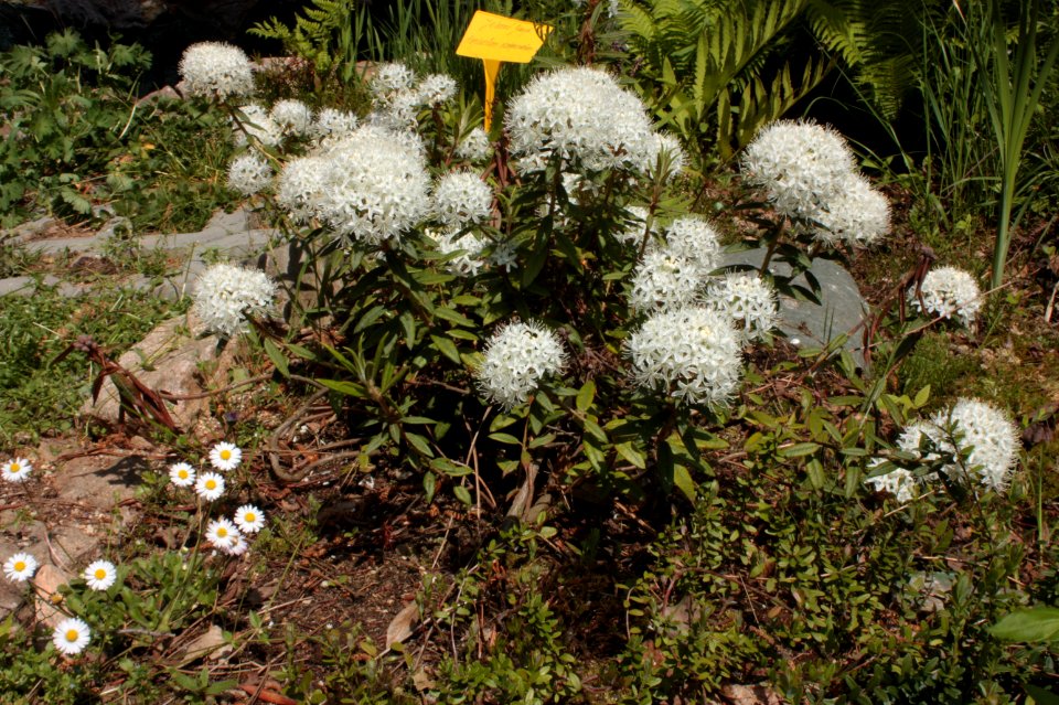 Rhododendron tomentosum 037
