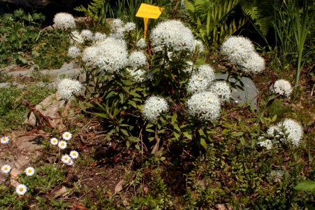 Rhododendron tomentosum 037 photo