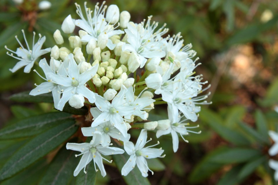 Rhododendron tomentosum 137