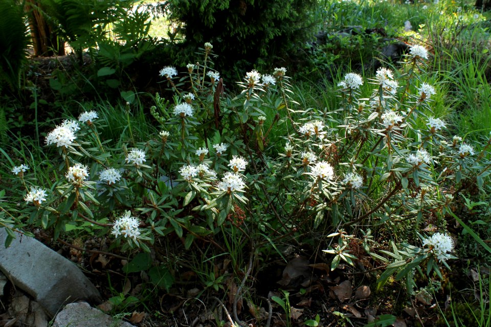Rhododendron tomentosum1234