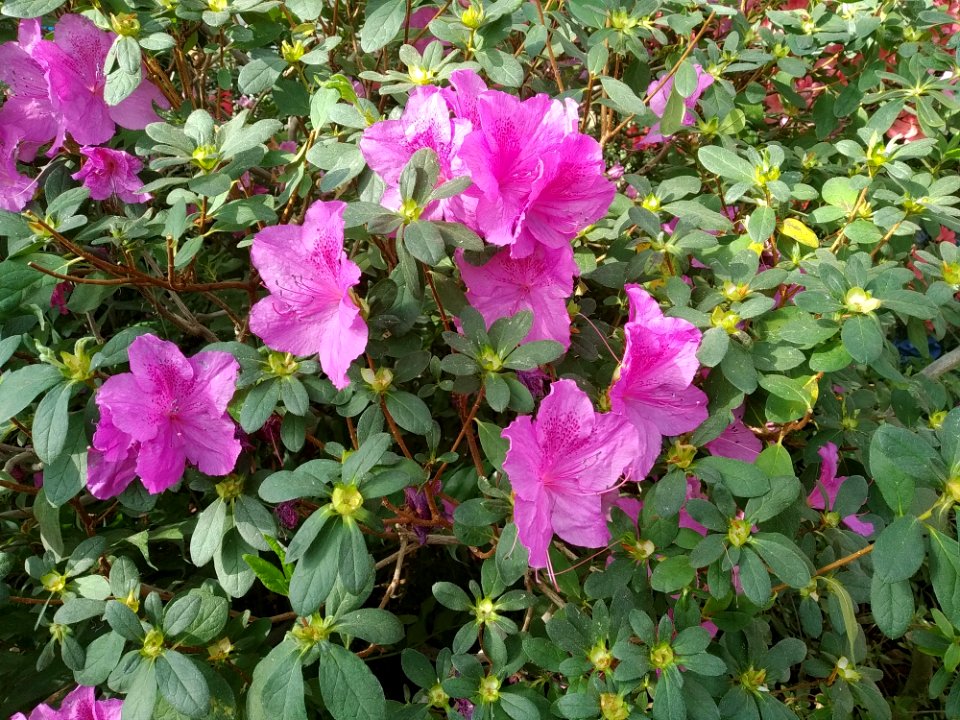 Rhododendron cv. Kiev Grishko 03
