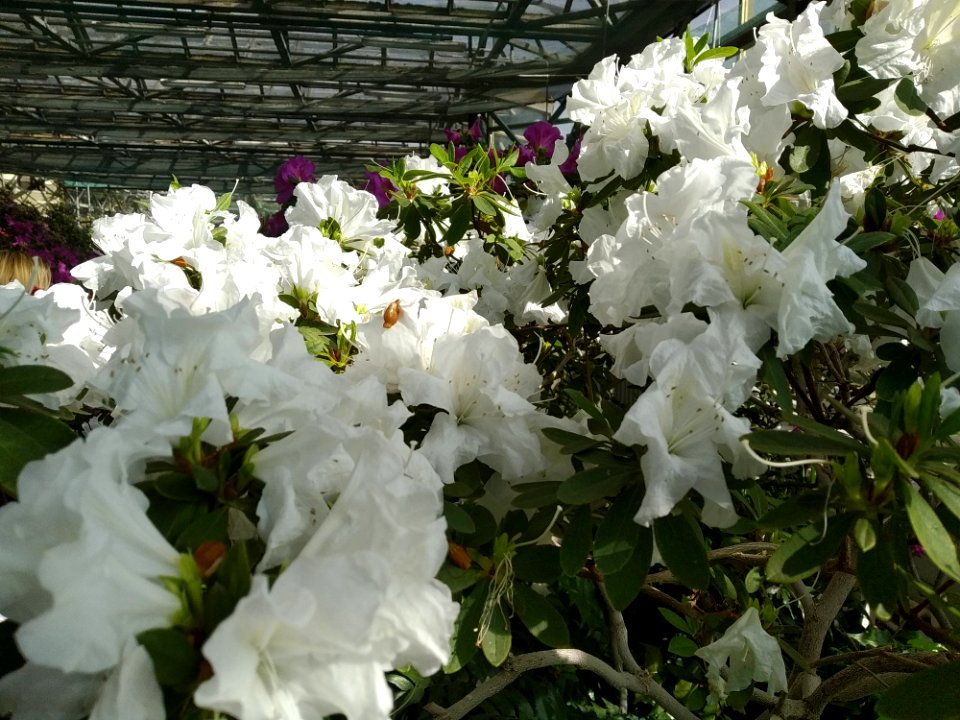 Rhododendron cv. Kiev Grishko 13