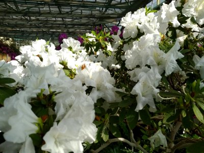 Rhododendron cv. Kiev Grishko 13