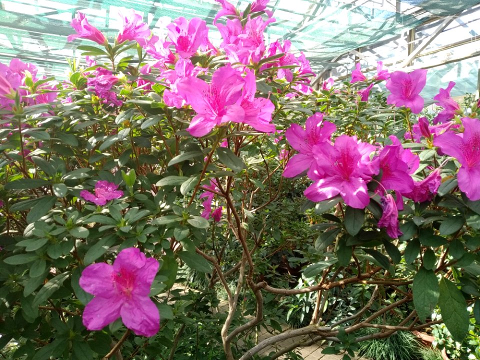 Rhododendron cv. Kiev Grishko 06