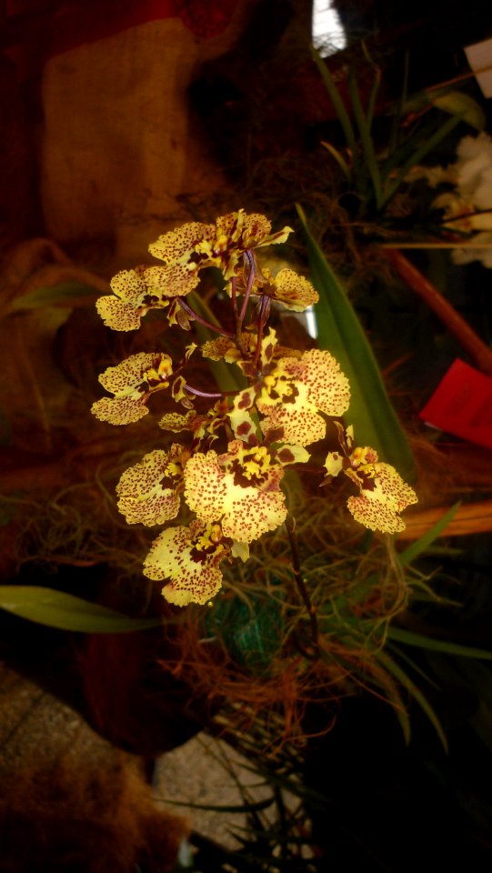 Picture Orchidaceae Collection II 30