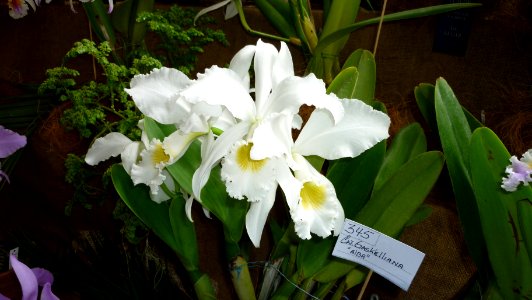 Picture Orchidaceae Collection III 43