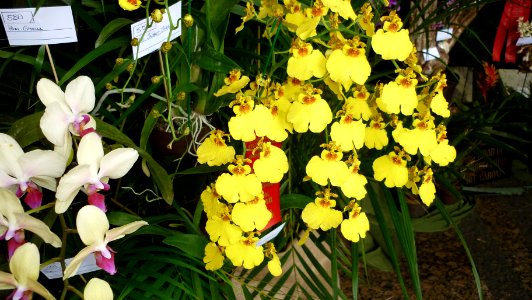 Picture Orchidaceae Collection III 39