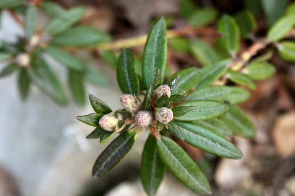 Rhododendron tomentosum 6867