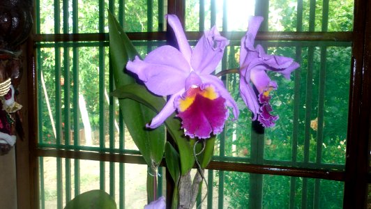 Picture Orchidaceae Collection 19