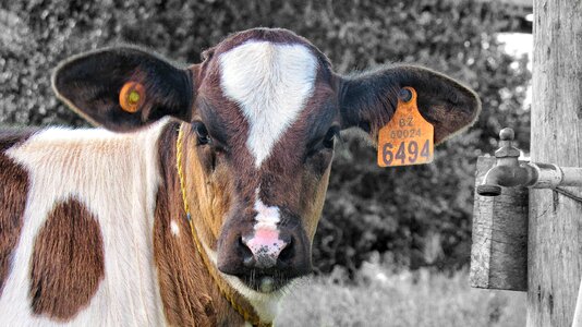 Mammal nature cattle