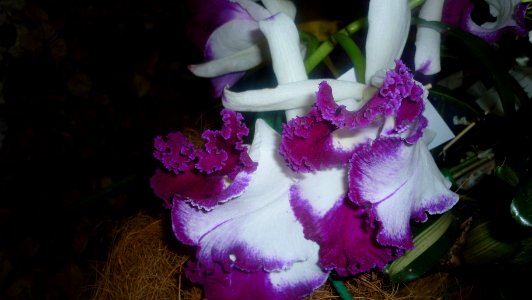 Picture Orchidaceae Collection 23
