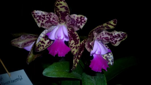 Picture Orchidaceae Collection 41