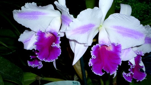 Picture Orchidaceae Collection IV 13