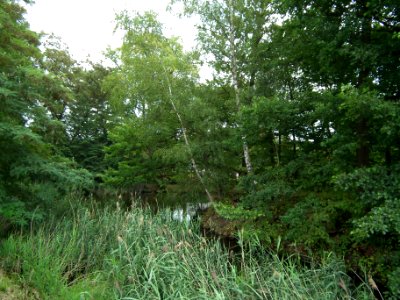Ringethal 2016-08-18