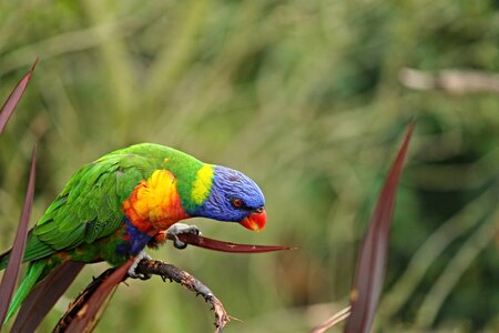 Trichoglossus rainbow sit branch