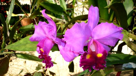 Picture Orchidaceae Collection II 14
