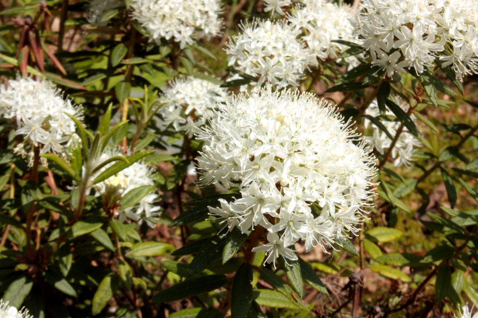 Rhododendron tomentosum 042