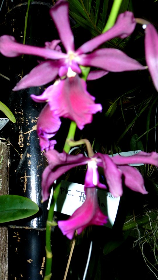 Picture Orchidaceae Collection IV 09