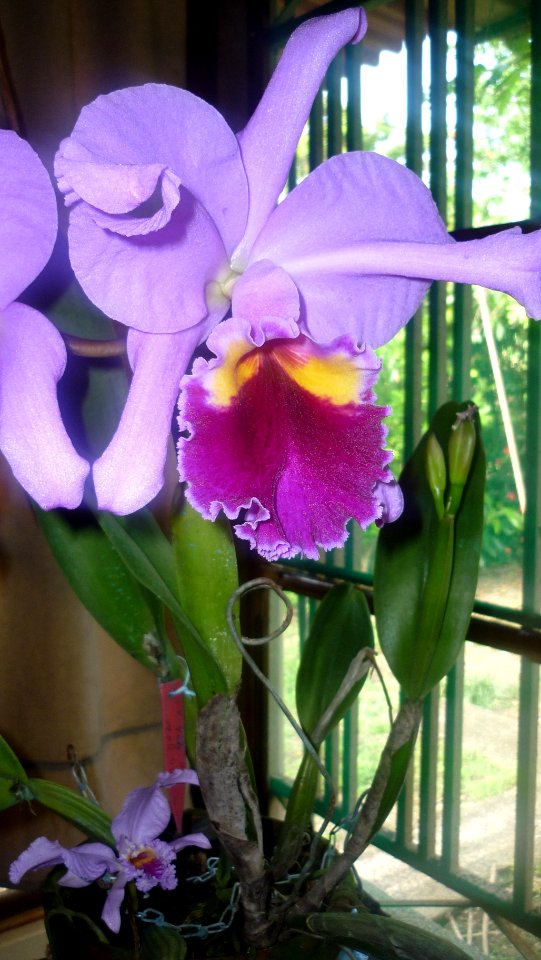 Picture Orchidaceae Collection 18