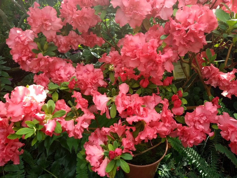 Rhododendron cv. Kiev Grishko 10