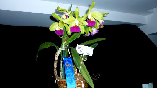 Picture Orchidaceae Collection III 08