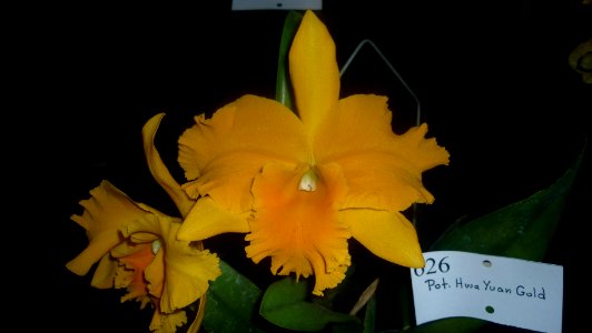 Picture Orchidaceae Collection 36