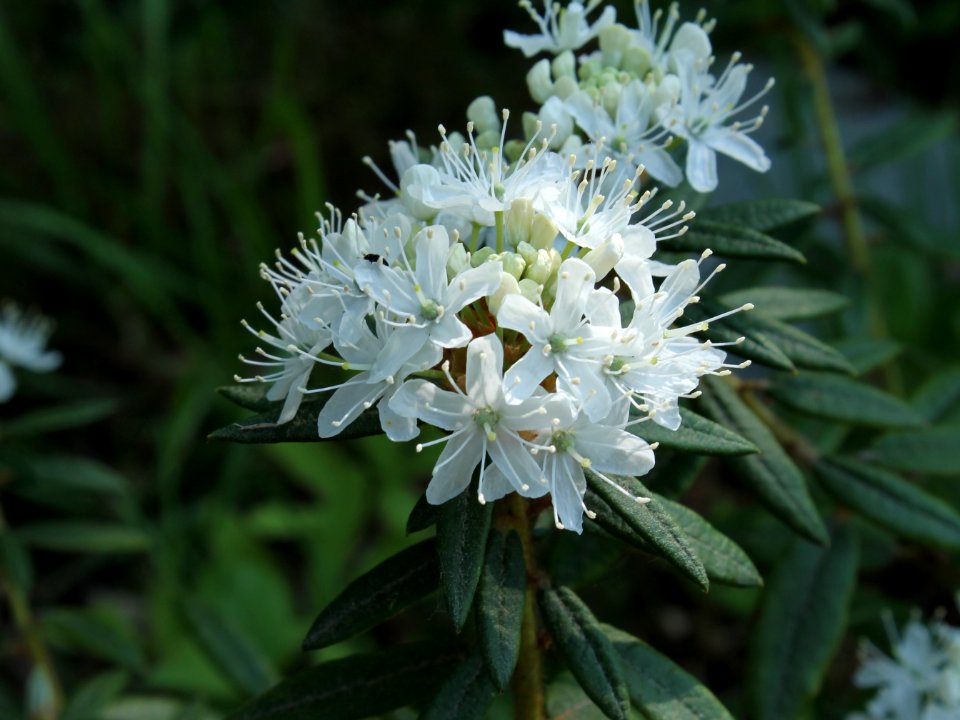 Rhododendron tomentosum1236