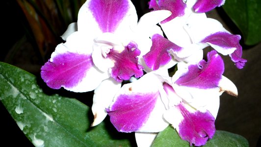 Picture Orchidaceae Collection IV 12